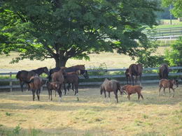 Large Horse Paddocks - Country homes for sale and luxury real estate including horse farms and property in the Caledon and King City areas near Toronto